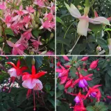 Gurus Fuchsia Collection 6 Compact Single Upright 2025 Colgurfc6 - Garden Express Australia