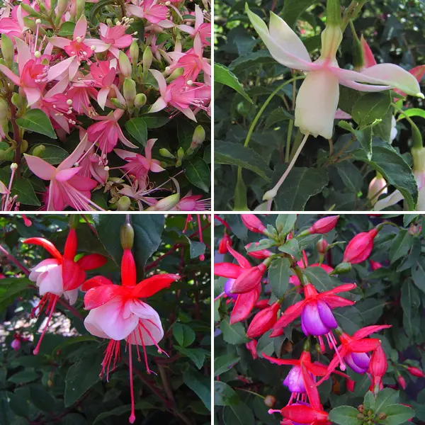 Gurus Fuchsia Collection 6 – Compact Single Upright