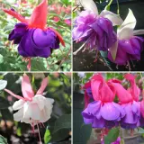 Gurus Fuchsia Collection 7 Double Basket Pots Or Protected Garden 2025 Colgurfc7 - Garden Express Australia