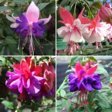 Gurus Fuchsia Collection 8 Double Baskets Pots Or Protected Gardens 2025 Colgurfc8 - Garden Express Australia