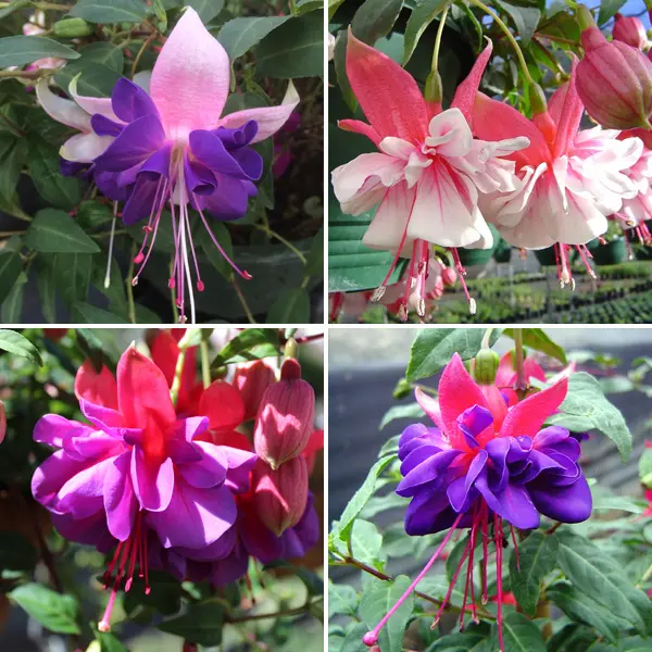 Gurus Fuchsia Collection 8- Compact Double Baskets Or Pots Gurus Fuchsia Collection 8- Compact Double Baskets Or Pots