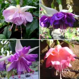 Gurus Fuchsia Collection 9 Double Baskets 2025 Colgurfc9 - Garden Express Australia