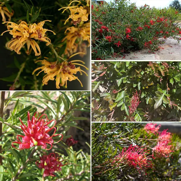 Gurus Grevillea Collection