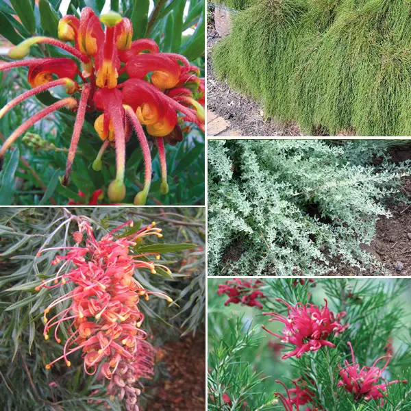 Gurus Native Collection Gurus Native Collection