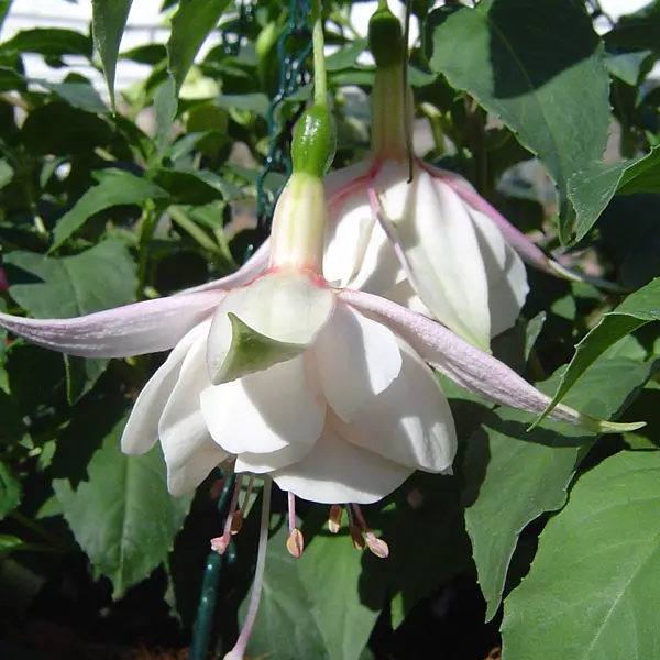 Gurus Fuchsia Collection 3- Double Basket Pots Or Protected Garden Gurus Fuchsia Collection 3- Double Basket Pots Or Protected Garden