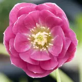 Hellebore Double Pink White Back P75heldpw - Garden Express Australia