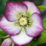 Hellebore Single Bicolour P75helsbc - Garden Express Australia