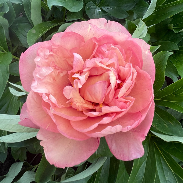 Itoh Peony Danse De Feu