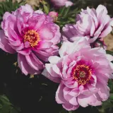 Itoh Peony First Arrival Pkitofar - Garden Express Australia