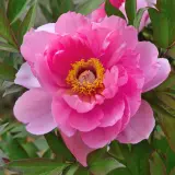 Itoh Peony Pink Doodle Dandy Pkitopdd - Garden Express Australia