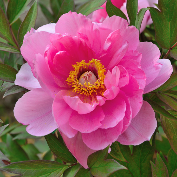 Itoh Peony Yankee Doodle Dandy