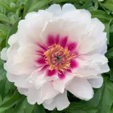 Itoh Peony Raggedy Anne Pkitoran - Garden Express Australia