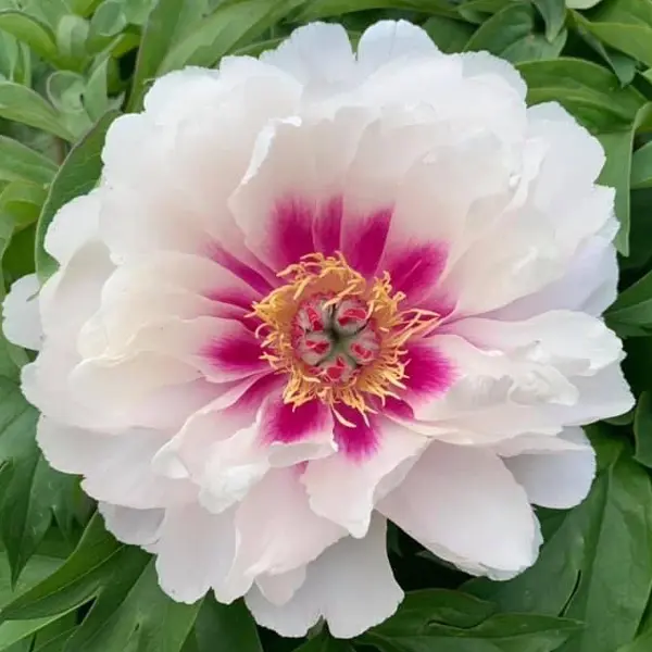 Itoh Peony Raggedy Anne Itoh Peony Raggedy Anne
