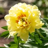 Itoh Peony Sequestered Sunshine Pkitossu - Garden Express Australia