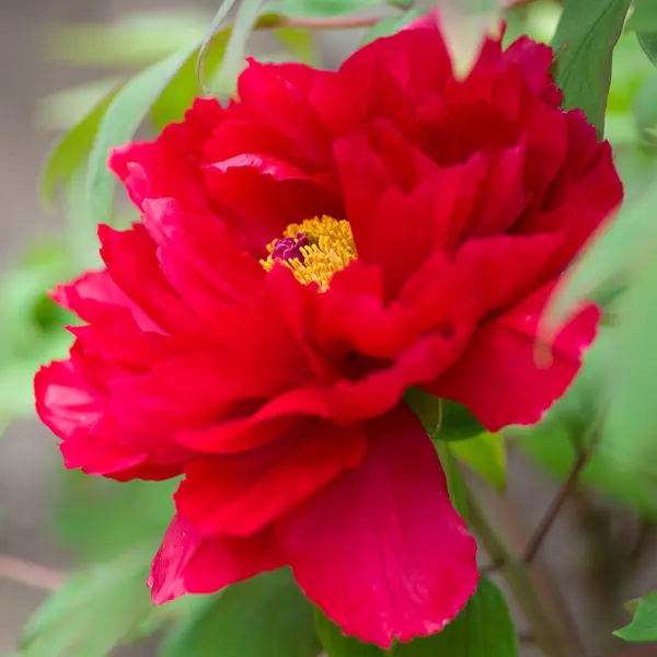 Itoh Peony Yankee Doodle Dandy