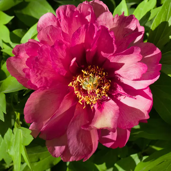 Itoh Peony Yankee Doodle Dandy