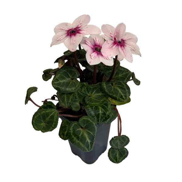 Cyclamen Illusia