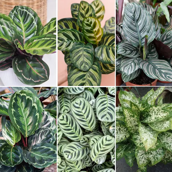 Indoor Mania Collection