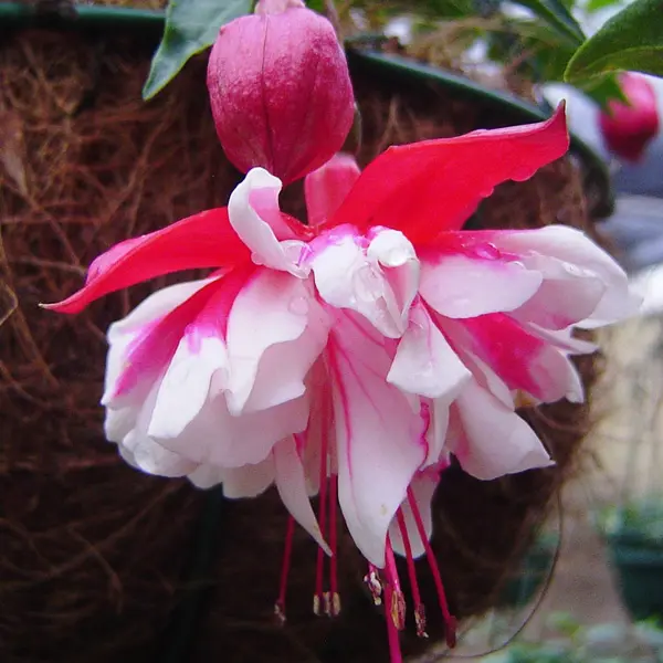 Gurus Fuchsia Collection 1- Compact Basket Doubles