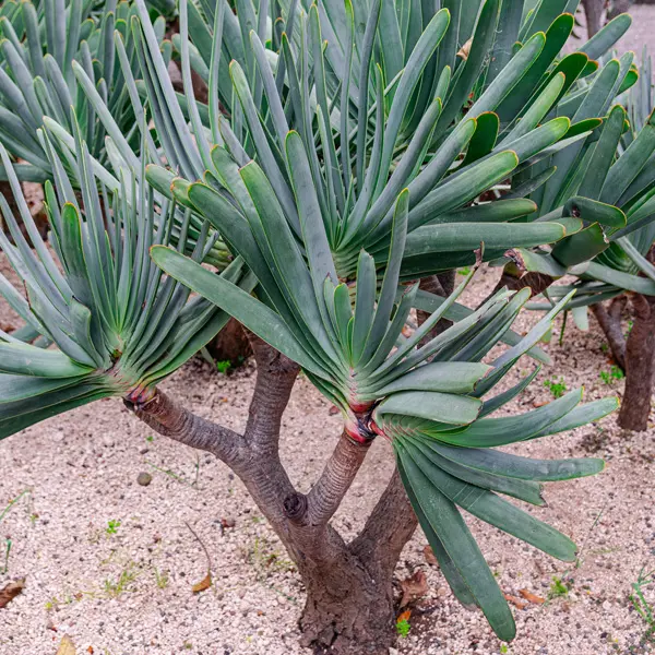 Kumara Plicatilis – Fan Aloe