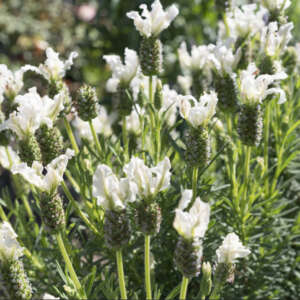 Lavender Varieties For Bee-Friendly Borders Lavender La Diva Papillon White Lpllavwhi - Garden Express Australia