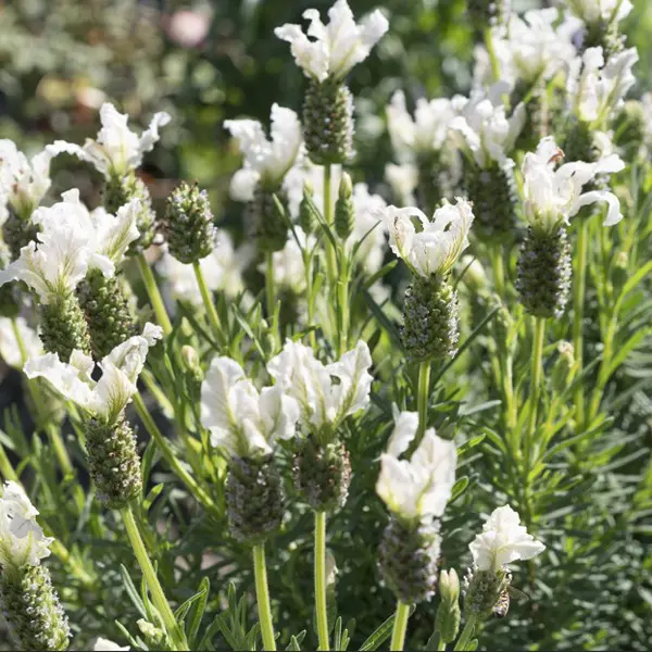 Lavender La Diva Papillon White Lavender La Diva Papillon White