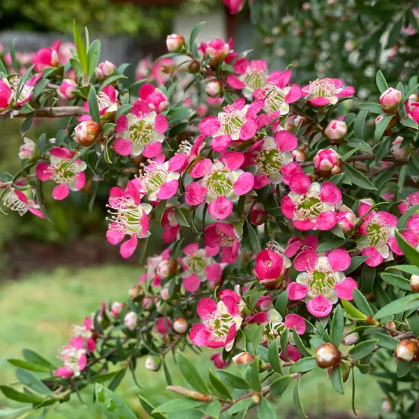 Leptospermum Tickled Pink (Pbr)