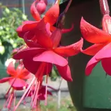 Gurus Fuchsia Collection 4-single Basket Gurus Fuchsia Collection 4-single Basket