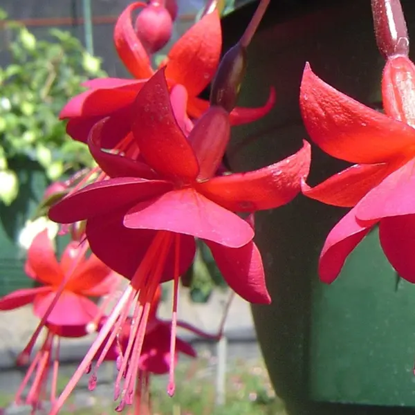 Gurus Fuchsia Collection 4-single Basket