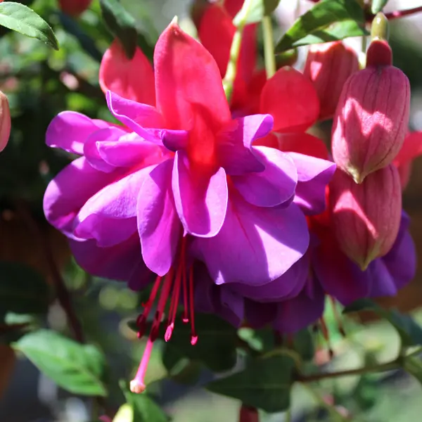 Fuchsia Double Basket Collection 3
