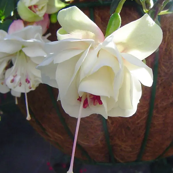 Gurus Fuchsia Collection 5- Double Basket Pot Or Garden