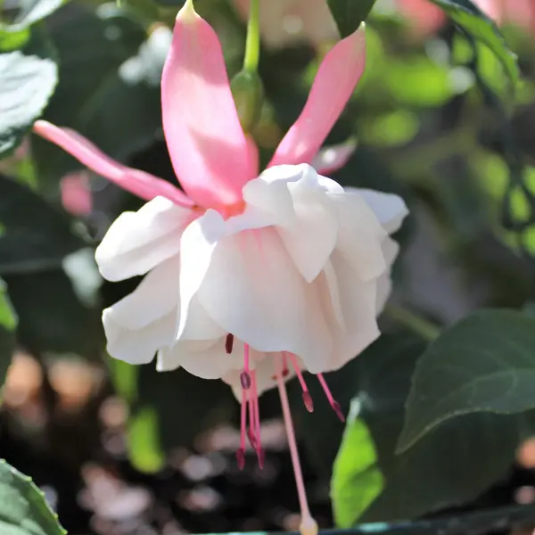 Gurus Fuchsia Collection 7- Double Basket Pots Or Protected Garden