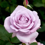 Patio Rose Blue Moon Rospafa - Garden Express Australia