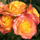 Patio Rose Tequila Sunrise Rosptsu - Garden Express Australia
