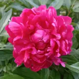 Peony Rose Baby Pink Pkprobbp - Garden Express Australia