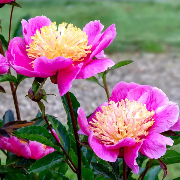 Peony Rose Doreen Peony Rose Doreen