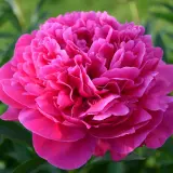 Peony Rose Glowing Raspberry Rose Pkprogrr - Garden Express Australia