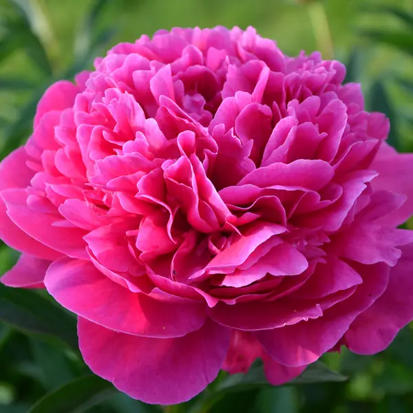 Peony Rose Glowing Raspberry Rose