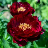 Peony Rose Illini Belle Pkproibe - Garden Express Australia