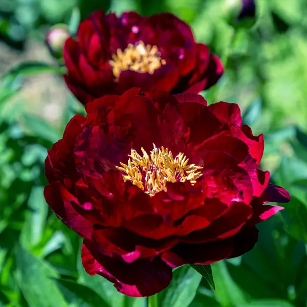 Peony Rose Madame Emile Debatene