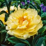 Peony Rose Lemon Chiffon Pkprolch - Garden Express Australia