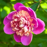 Peony Rose Madame Emile Debatene Pkpromed - Garden Express Australia