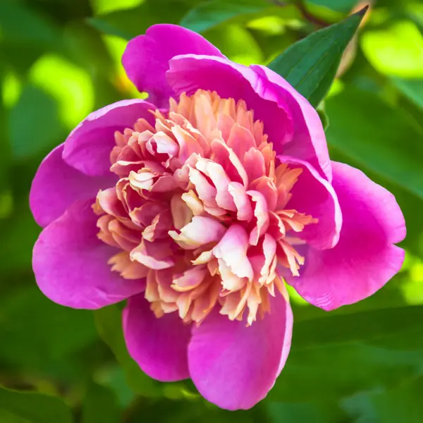 Peony Rose Madame Emile Debatene Peony Rose Madame Emile Debatene