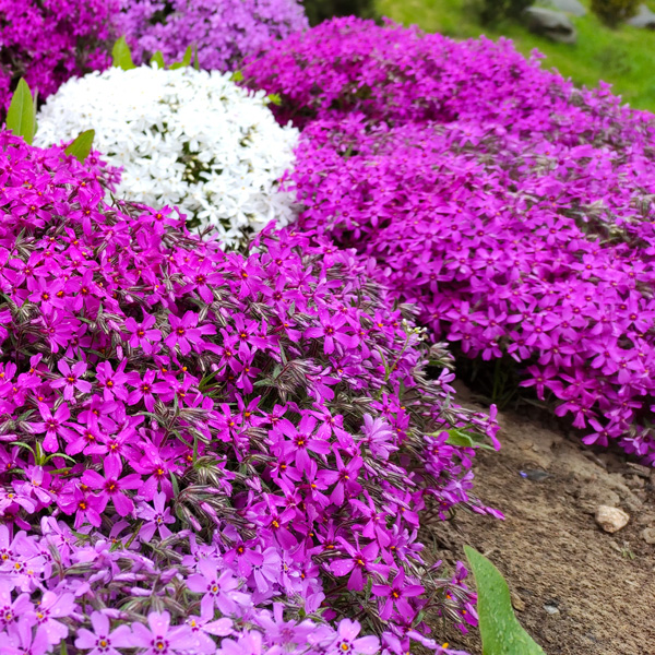 Phlox Magenta