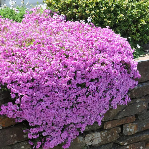 Phlox Rosea Phlox Rosea
