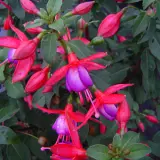 Gurus Fuchsia Collection 6 – Compact Single Upright Gurus Fuchsia Collection 6 – Compact Single Upright