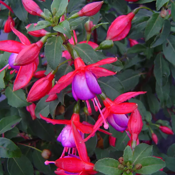 Gurus Fuchsia Collection 6 – Compact Single Upright