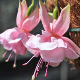 Gurus Fuchsia Collection 2- Double Baskets