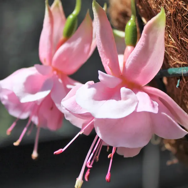 Gurus Fuchsia Collection 2- Double Baskets Gurus Fuchsia Collection 2- Double Baskets