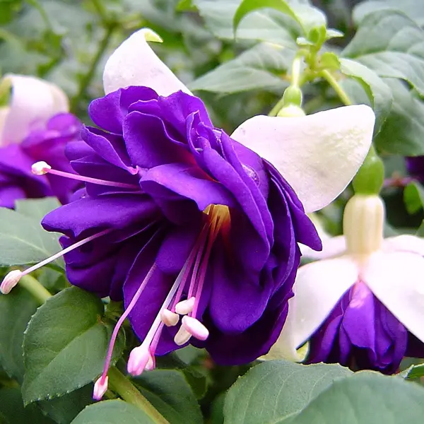 Gurus Fuchsia Collection 3- Double Basket Pots Or Protected Garden Gurus Fuchsia Collection 3- Double Basket Pots Or Protected Garden